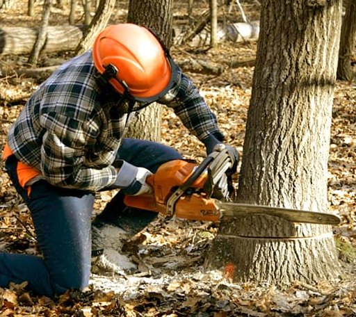 Tree Removal in Three Rivers, TX